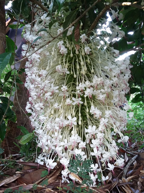 Macolline La Mariée