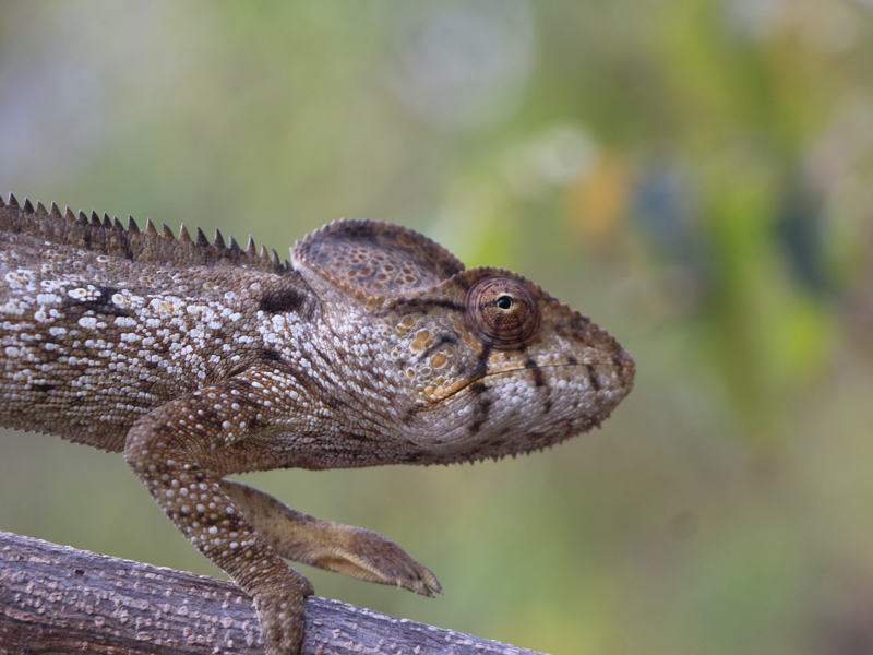 CAMELEON DARAINA
