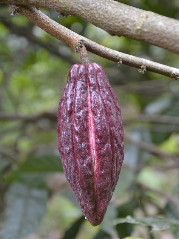 Cacao